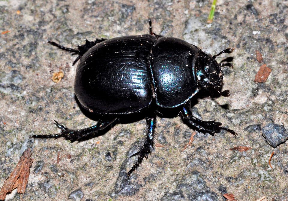 Anoplotrupes-stercorosus-01-fws