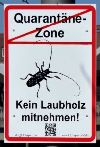 Anoplophora-glabripennis-kvaranteno, fino, 1