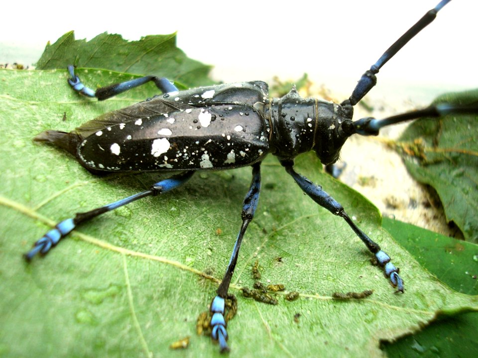 Anoplophora glabripennis Enschede2008 b652