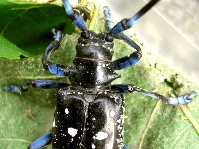Anoplophora glabripennis Enschede2008 c553