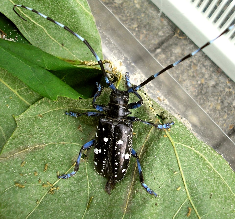 Anoplophora glabripennis Enschede2008 a550
