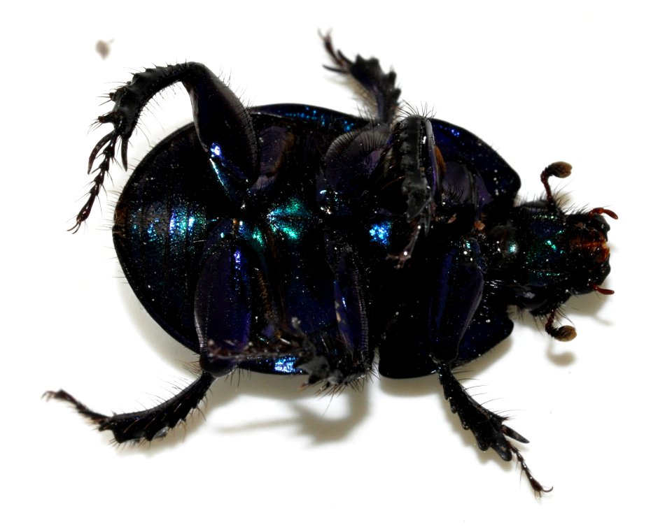Anoplotrupes-stercorosus-05-fws