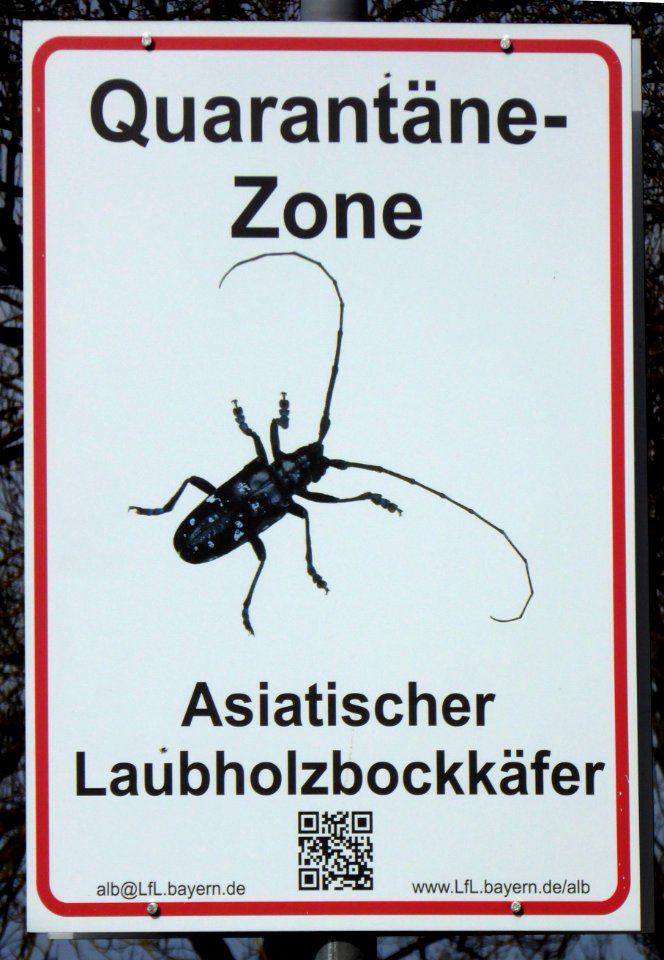 Anoplophora-glabripennis-kvaranteno, 1