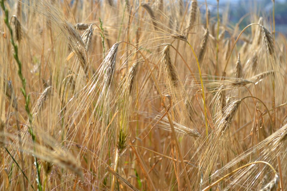 Field landscape summer meadow