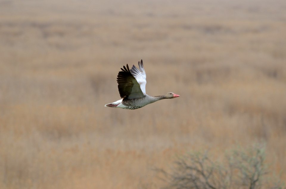 Anser anser flight