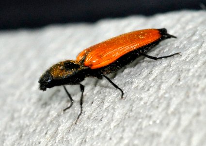 Anostirus-castaneus-02-fws