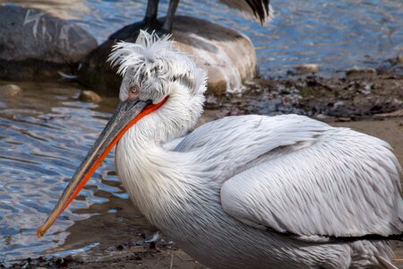 Bill animal portrait sea birds photo