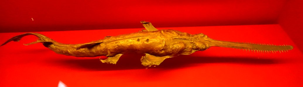 Anoxypristis cuspidata, Sammlung Schloss Bevern, 17th century - Naturhistorisches Museum, Braunschweig, Germany - DSC05010