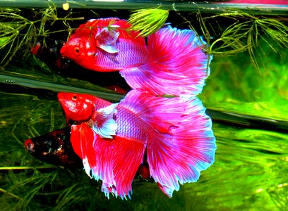 Tropical aquarium gold fish photo