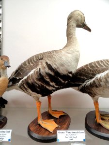 Anser albifrons - Pacific Grove Museum of Natural History - DSC06689