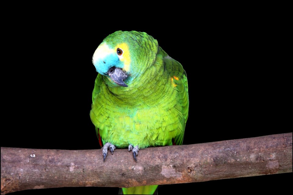 Pet bird zoo green