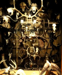 Antler exhibit - Royal Ontario Museum - DSC00173