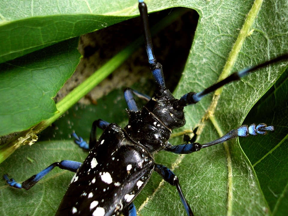 Anoplophora glabripennis Enschede2008 c202