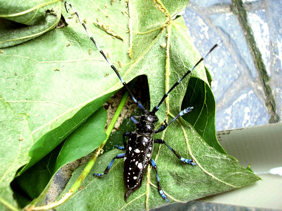 Anoplophora glabripennis Enschede2008 a200