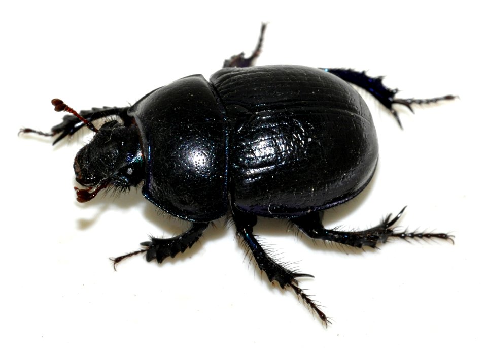 Anoplotrupes-stercorosus-07-fws