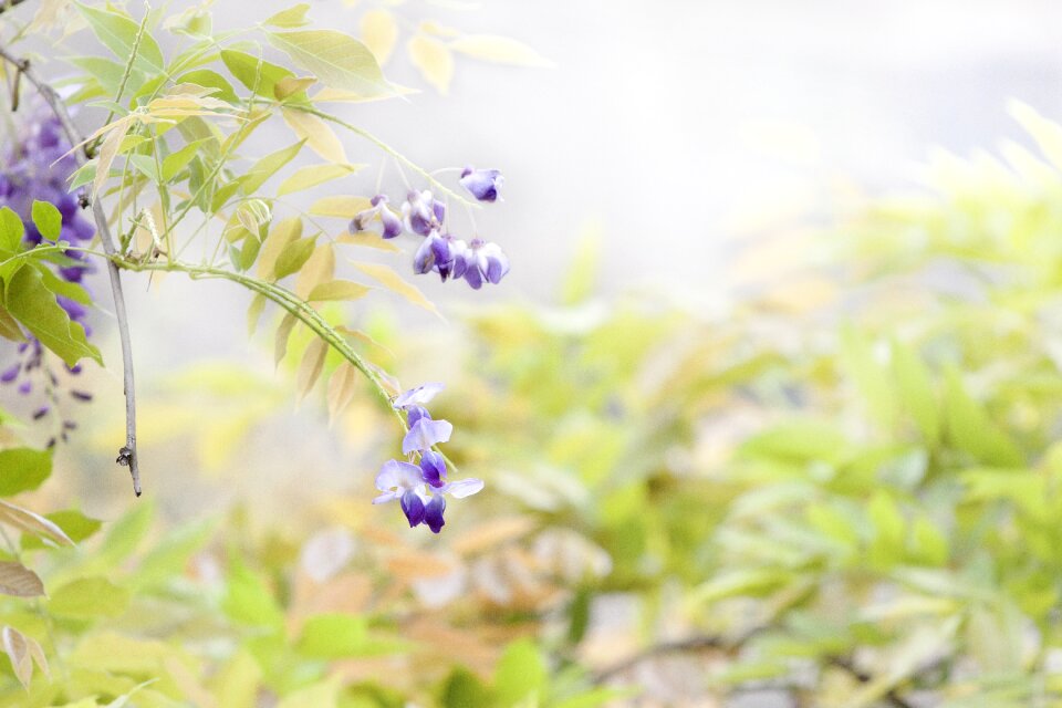 Flower wisteria spring