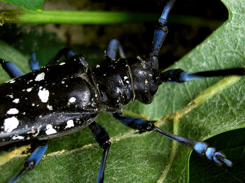 Anoplophora glabripennis Enschede2008 c210