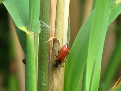 Anthocomus rufus (Alias A. Coccineus), Arnhem, the Netherlands photo