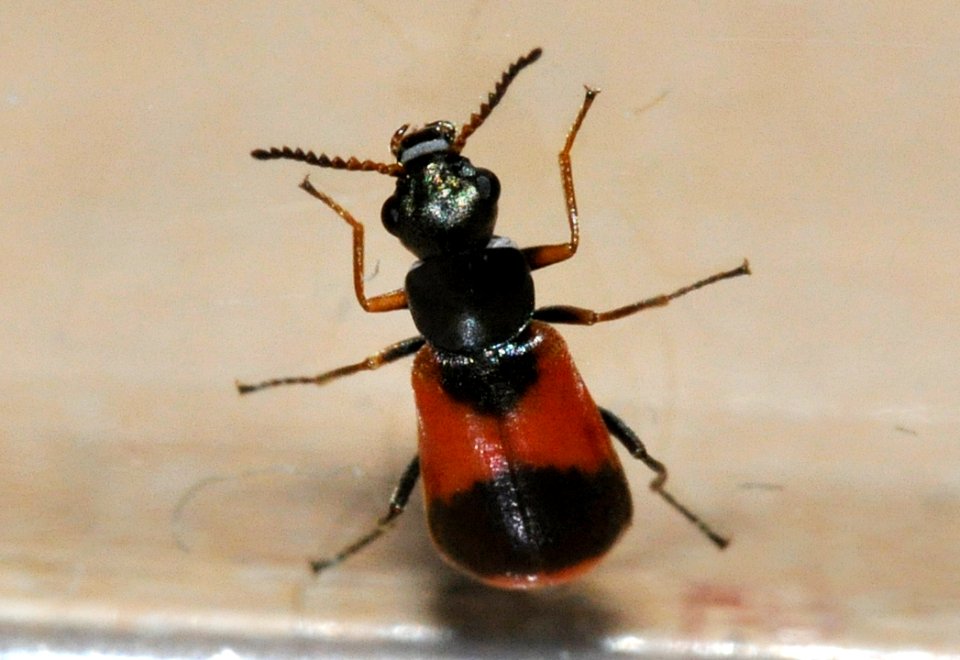 Anthocomus-equestris-05-fws