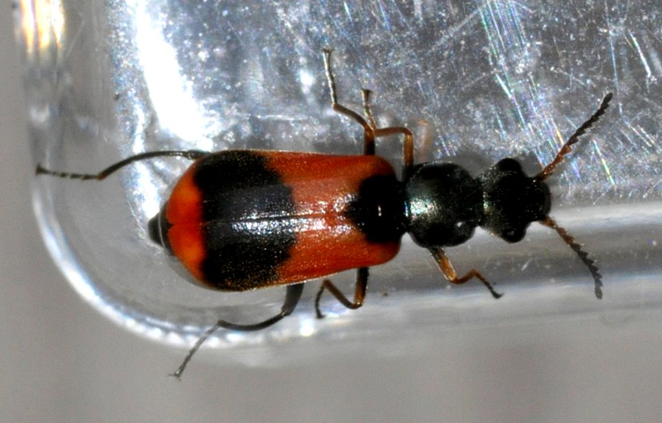 Anthocomus-equestris-10-fws