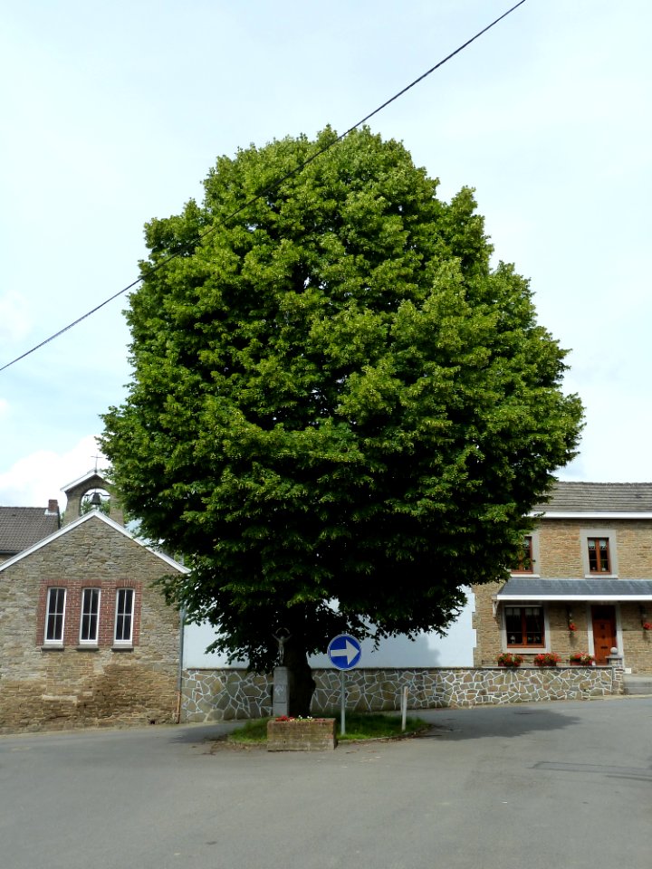 Anthisnes-Limont-Tilleul (1)