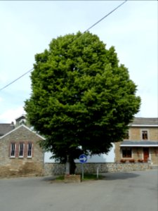 Anthisnes-Limont-Tilleul (1)