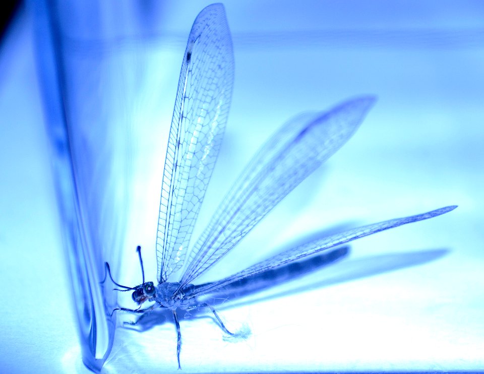 Antlion (4)