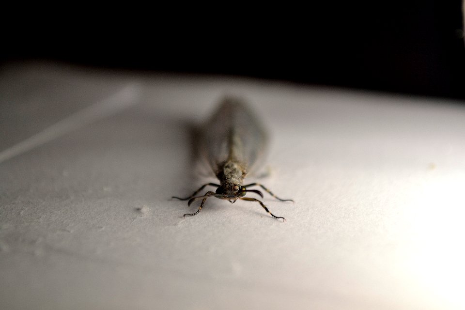 Antlion (6)