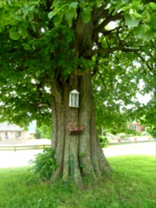 Anthisnes-tilleul des Floxhes (6)