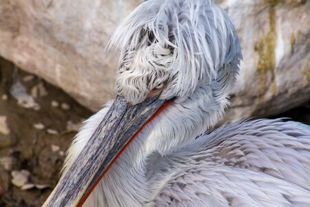 Bill animal portrait sea birds