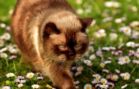 Thoroughbred fur domestic cat