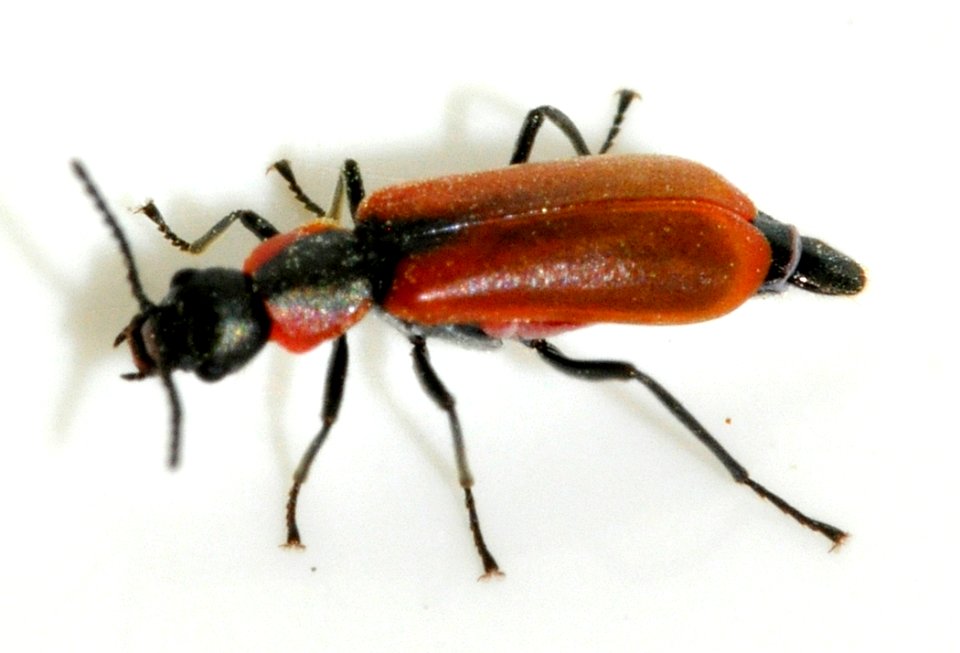 Anthocomus-rufus-15-fws
