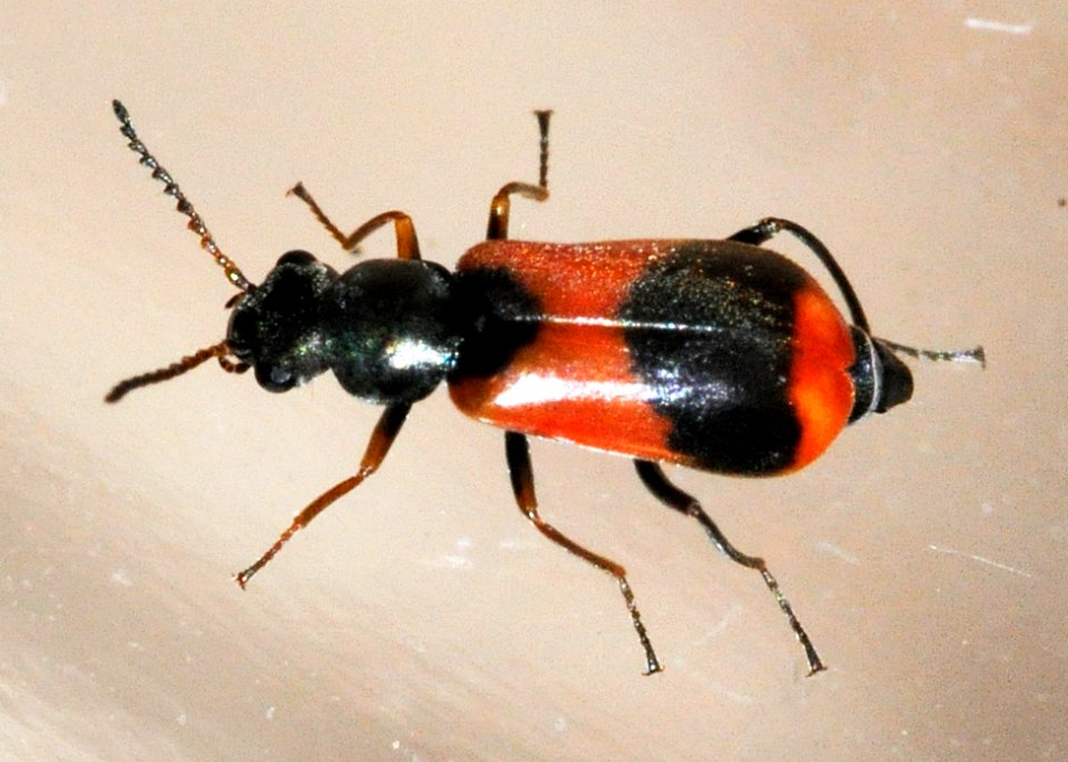 Anthocomus-equestris-08-fws