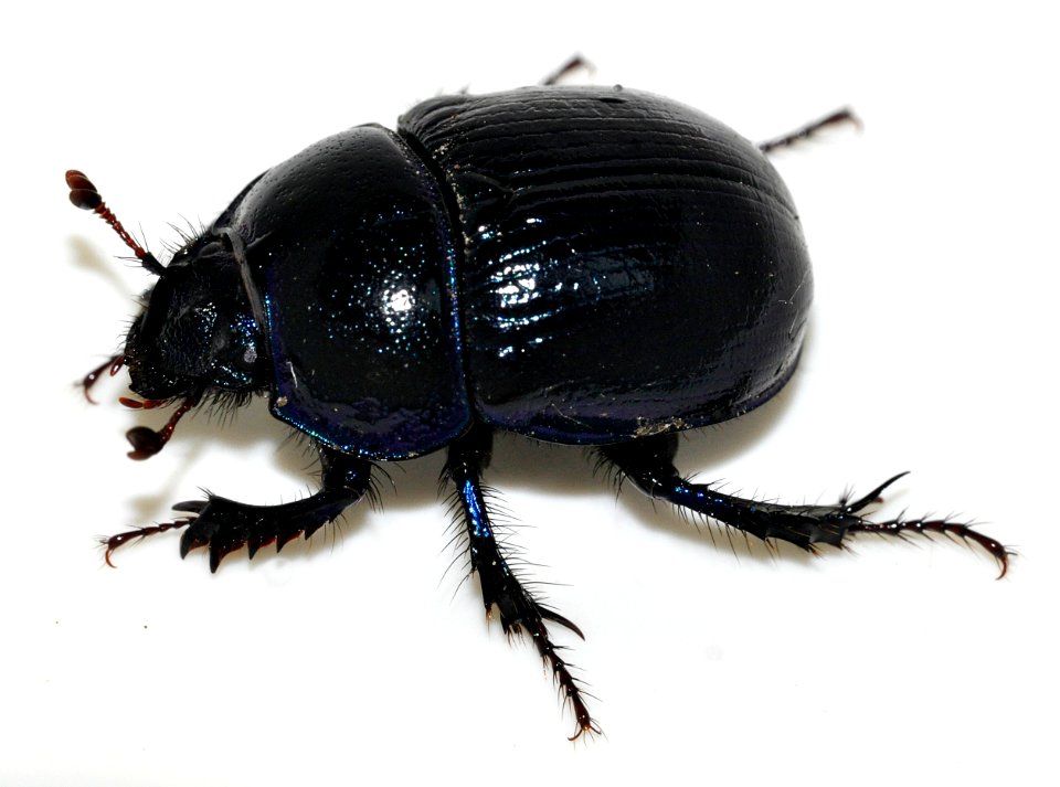 Anoplotrupes-stercorosus-12-fws