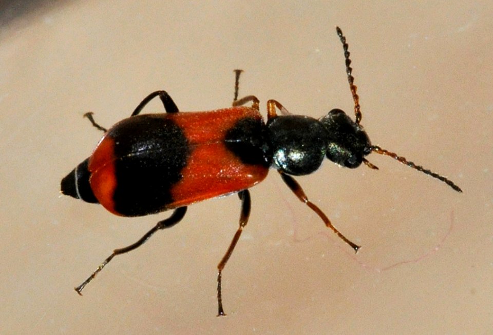 Anthocomus-equestris-02-fws
