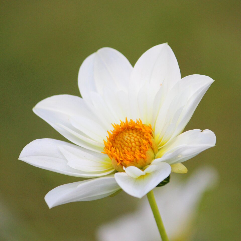 Flower garden plant dahlia garden