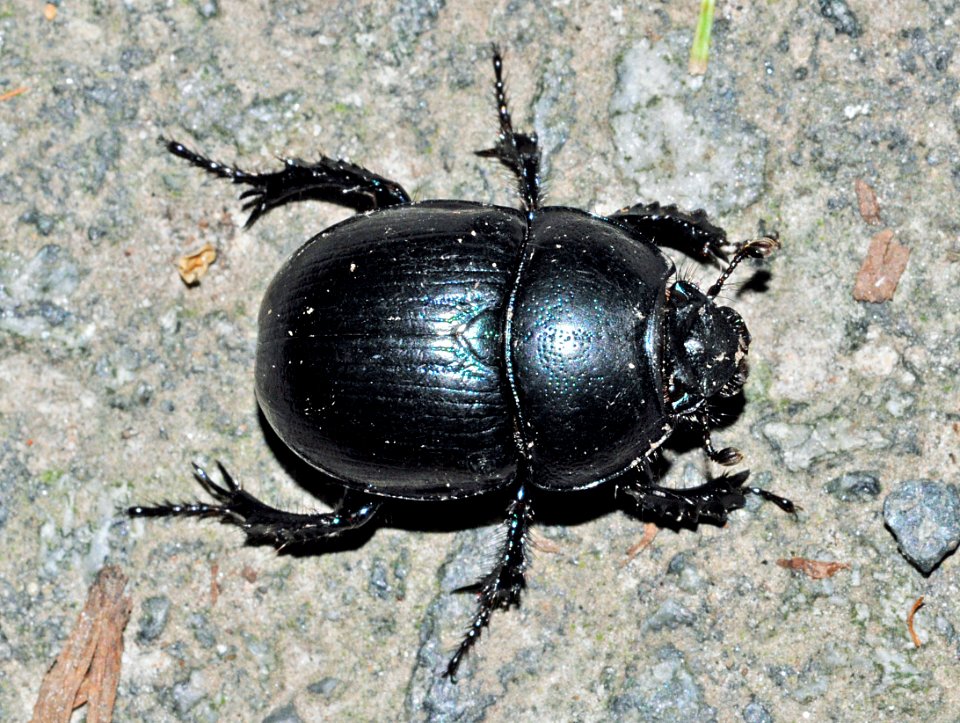 Anoplotrupes-stercorosus-02-fws