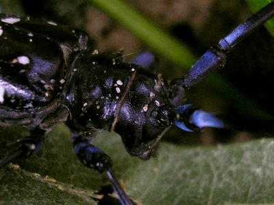Anoplophora glabripennis Enschede2008 d220