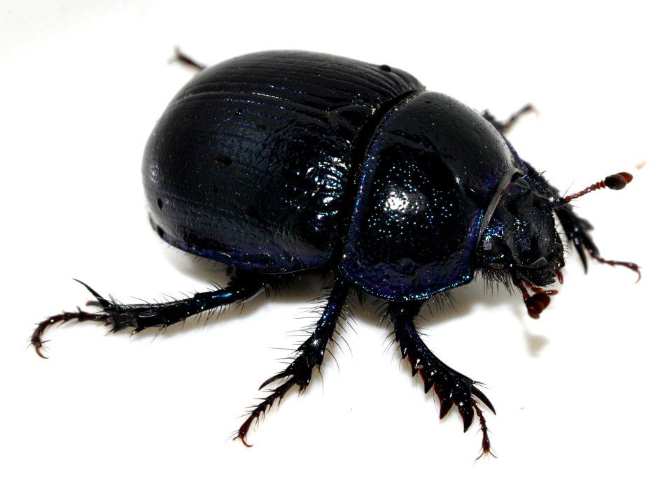Anoplotrupes-stercorosus-11-fws