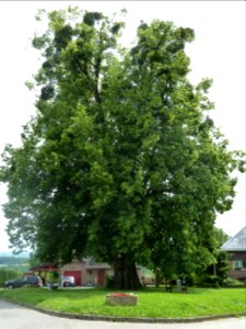 Anthisnes-tilleul des Floxhes (1)