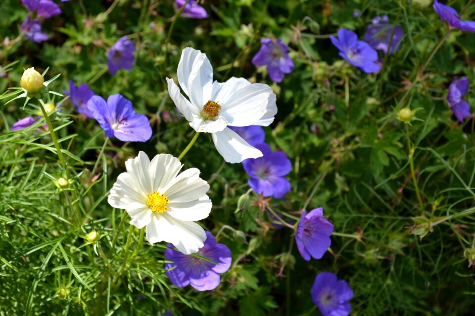 Nature blossom bloom photo