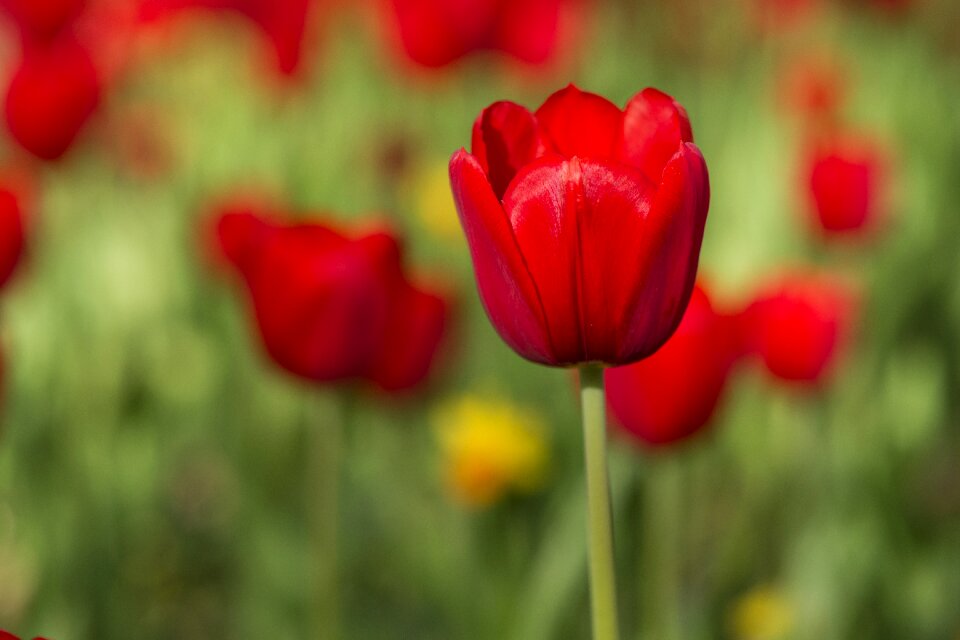 Vivid color flowers nature
