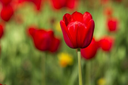 Vivid color flowers nature