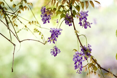 Flower wisteria spring
