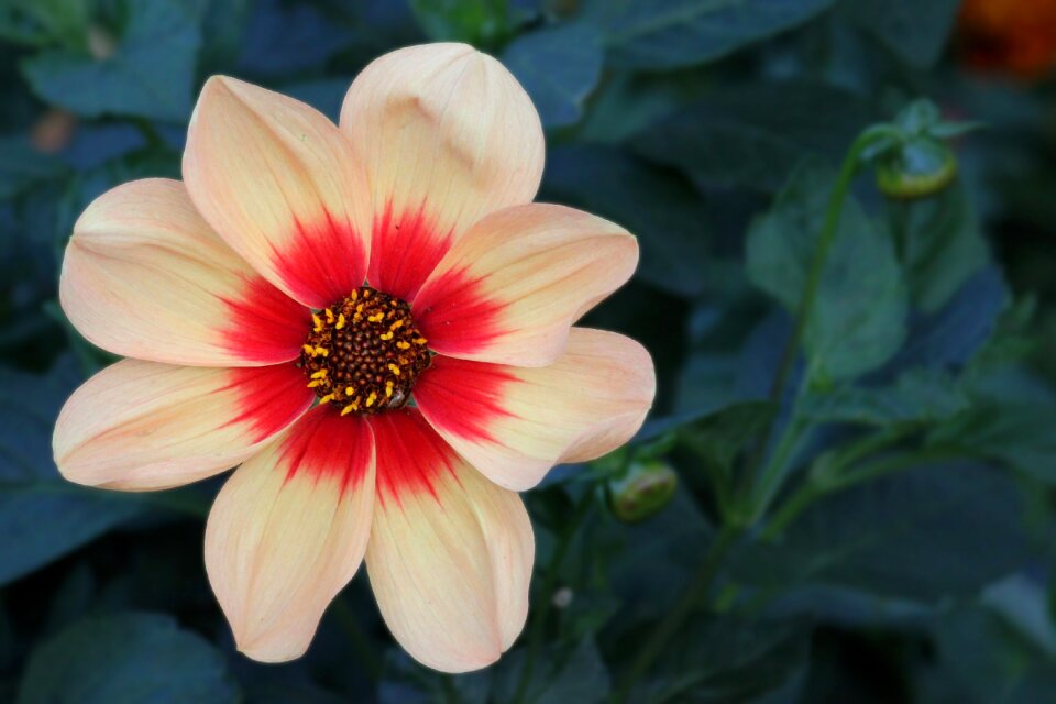 Flower garden plant dahlia garden