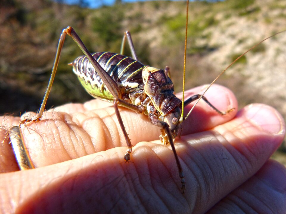 Lluciapomaresius panteli cricket somereta