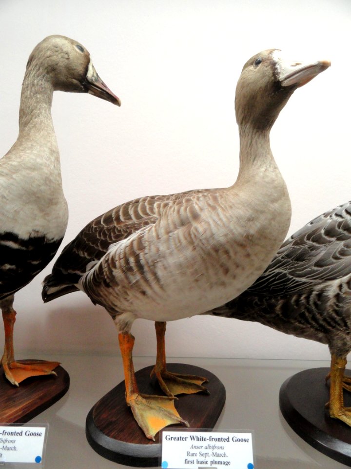 Anser albifrons - Pacific Grove Museum of Natural History - DSC06690