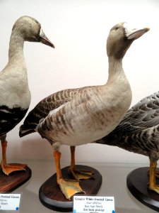 Anser albifrons - Pacific Grove Museum of Natural History - DSC06690