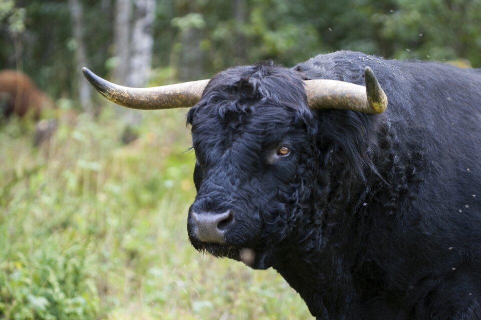 Bull force Free photos