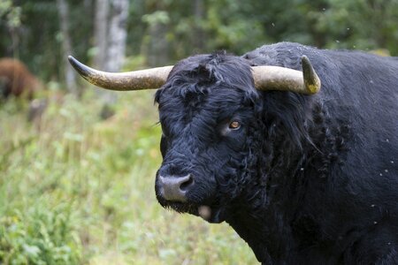 Bull force Free photos